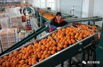 这家公司冒充赣南脐橙销售被查,农产品“傍名牌”造假最高可判7年!