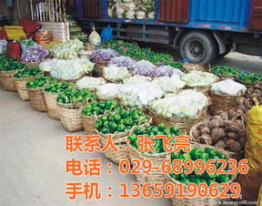 蔬菜配送 西安蔬菜配送企业 袋鼠农产品销售 优质商家 高清图片 高清大图