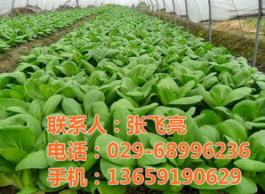 陕西西安鲜蔬配送公司 单位鲜蔬配送公司 西安蔬菜配送公司 优质商家 价格 中国供应商