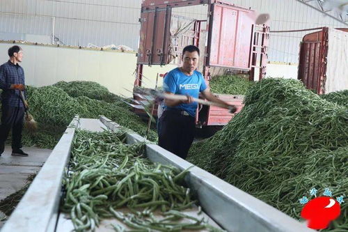 临泽 不断推进蔬菜产业 产加销 一体化产业链发展